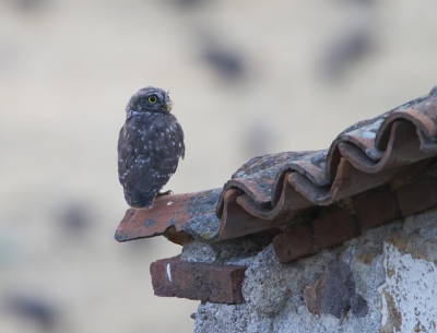 Vorige heerlijke zomervakantie op Lesbos, weinig vogelaars in het hoogseizoen. Toch heerlijk kunnen fotograferen, wordt dit jaar vervolgd. Dit steenuiltje vertoefde paar honderd meter achter het hotel. 's Morgens in alle vroegte deze foto gemaakt met het eerste licht.