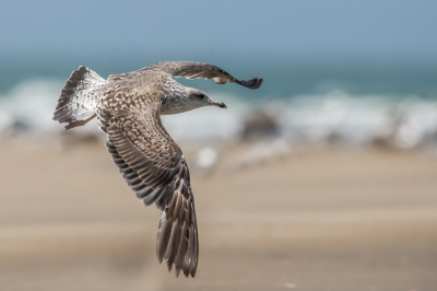 Op het strand bij Tangi veel vliegende vogels kunnen fotograferen, waaronder deze mantelmeeuw.