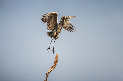 Deze blauwe reiger fotografeerde ik niet in Nederland maar in Botswana. Het beest had een minuut of 5 vergeefs geprobeerd te gaan staan op de tak onder hem, maar dat lukte hem niet en uiteindelijk vloog hij weg. Dit is n van de foto's die ik maakte, net op het moment dat hij wegvloog.