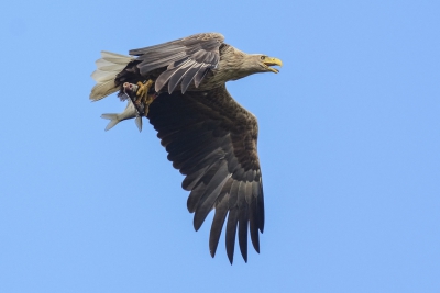 Nederlandse zeearend (man) op weg met een lekker visje voor z'n vrouw en kroost op het nest. Wel weer een leuk moment vanaf de dijk gefotografeerd. 

Groet, Gert-Jan.