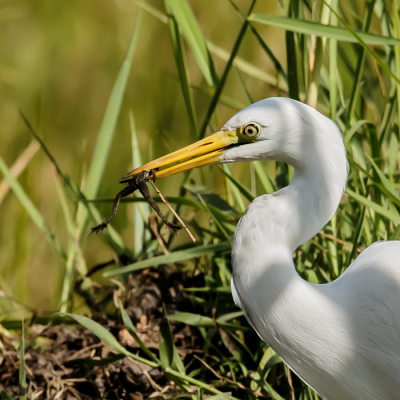 In de rijst velden is er altijd iets te beleven, waaronder deze zilverreiger met prooi