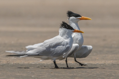 Op het strand in Tanji, waren dit mannetje druk bezig met het hof makerij.