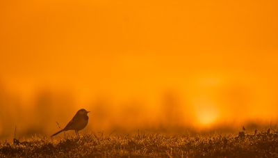 De zon was nog niet op of ik was al oppad, de planning was om langs een poel te gaan liggen en met tegenlicht te gaan fotograferen, nou.. t begon al goed, potdicht met de mist en de poel niet te vinden onder de douw, toen de zon opkwam trok de mist een beetje weg en kwam er een geweldig licht van de zon, een kwikstaartje kwam zitten en ik kon een leuke plaat schieten, Hopelijk stoord men zich niet te veel aan de ruis door de douw die voor de kwikstaart hangt en wat een beetje ruis geeft.