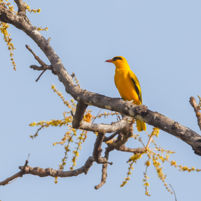 Toen ik druk bezig as met het vast leggen van de Pearl-Spotted Owlet, kwam deze Oriole even langs, maar 1 opname kunnen maken.