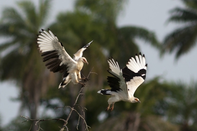 In Jimbana Park zagen we verschillende keren deze Palmgieren. Deze foto is vanuit het park genomen.