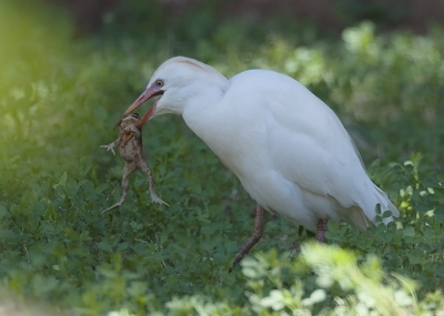 Op een schaduwrijk veldje zaten een aantal Koereigers ... de reden bleek al heel snel duidelijk: het zat er namelijk vol met lekkernijen. 
Lichtomstandigheden waren niet simpel, maar toch een poging gedaan.