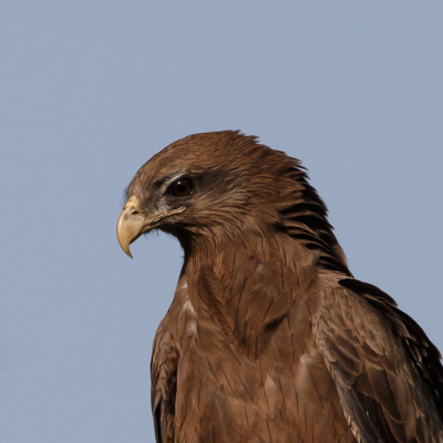 Ik had deze geupload als zwarte kite, maar bleek een geelsnavelwouw te zijn, maar in mijn boek  Birds of west Afrika word deze soort niet vernoemt.en de zwarte wouw heeft in het boek ook een gele snavel. Ik zelf weet nu niet of dit een terechte verbetering is.