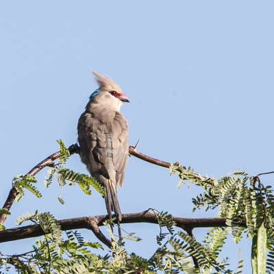 In het noorden van Senegal kwamen wij deze mousebird tegen, deze komt in Gambia niet voor.