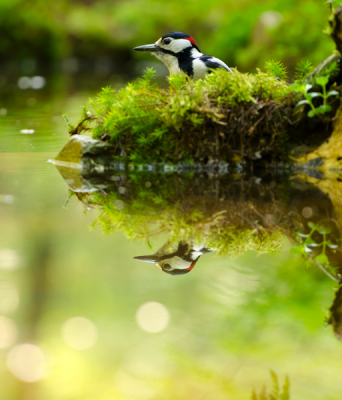 Dorstige bonte specht met een mooie spiegeling. Ben zeer tevreden met de dromerige sfeer in de spiegeling. Zeker ook door die ronde lichten die ontstaan zijn door iets wat op het water lag denk ik