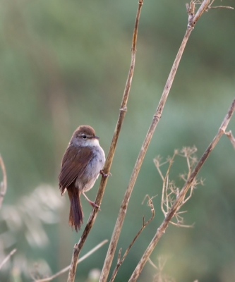 Bij het eerste licht genomen. Ik hoorde diverse Cetti's in de buurt van de doorwaadbare plaats door de east river. Dit vogeltje kwam daar plotseling 2x vrij te zitten, maar zong op dat moment helaas niet. Toch ben ik er bijna van overtuigd dat deze de Cetti's is.
Deze foto is uit de eerste serie.