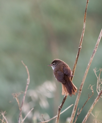 Bij het eerste licht genomen. Ik hoorde diverse Cetti's in de buurt van de doorwaadbare plaats door de east river. Dit vogeltje kwam daar plotseling 2x vrij te zitten, maar zong op dat moment helaas niet. Toch ben ik er bijna van overtuigd dat deze de Cetti's is.
Deze foto is uit de eerste serie.