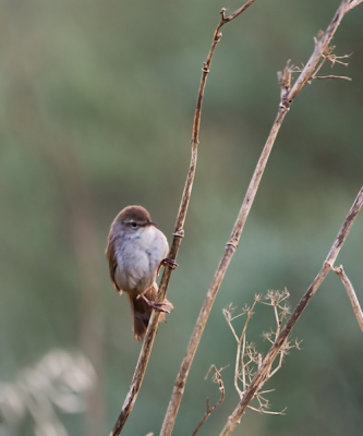 Bij het eerste licht genomen. Ik hoorde diverse Cetti's in de buurt van de doorwaadbare plaats door de east river. Dit vogeltje kwam daar plotseling 2x vrij te zitten, maar zong op dat moment helaas niet. Toch ben ik er bijna van overtuigd dat deze de Cetti's is.
Deze foto is uit de eerste serie.