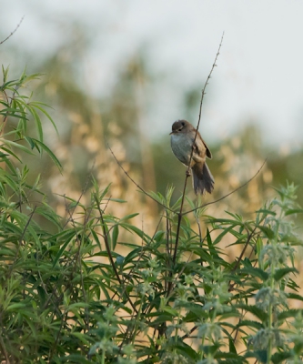 Bij het eerste licht genomen. Ik hoorde diverse Cetti's in de buurt van de doorwaadbare plaats door de east river. Dit vogeltje kwam daar plotseling 2x vrij te zitten, maar zong op dat moment helaas niet. Toch ben ik er bijna van overtuigd dat deze de Cetti's is.
Deze foto is uit de tweede serie.
De lichtval is hier anders, waardoor het lijkt alsof er lichte delen in de staart zitten.