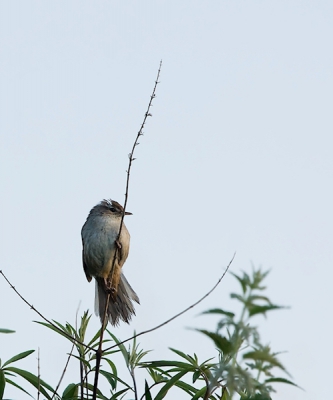 Bij het eerste licht genomen. Ik hoorde diverse Cetti's in de buurt van de doorwaadbare plaats door de east river. Dit vogeltje kwam daar plotseling 2x vrij te zitten, maar zong op dat moment helaas niet. Toch ben ik er bijna van overtuigd dat deze de Cetti's is.
Deze foto is uit de tweede serie.
De lichtval is hier anders, waardoor het lijkt alsof er lichte delen in de staart zitten.