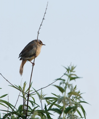 Bij het eerste licht genomen. Ik hoorde diverse Cetti's in de buurt van de doorwaadbare plaats door de east river. Dit vogeltje kwam daar plotseling 2x vrij te zitten, maar zong op dat moment helaas niet. Toch ben ik er bijna van overtuigd dat deze de Cetti's is.
Deze foto is uit de tweede serie.
De lichtval is hier anders, waardoor het lijkt alsof er lichte delen in de staart zitten.