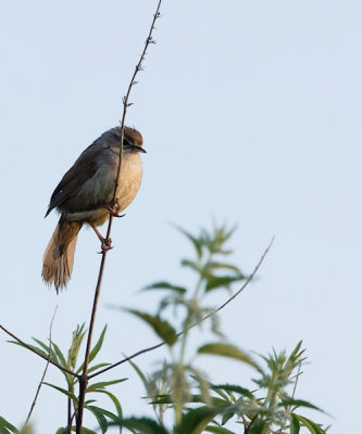 Bij het eerste licht genomen. Ik hoorde diverse Cetti's in de buurt van de doorwaadbare plaats door de east river. Dit vogeltje kwam daar plotseling 2x vrij te zitten, maar zong op dat moment helaas niet. Toch ben ik er bijna van overtuigd dat deze de Cetti's is.
Deze foto is uit de tweede serie.
De lichtval is hier anders, waardoor het lijkt alsof er lichte delen in de staart zitten.