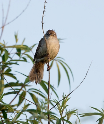 Bij het eerste licht genomen. Ik hoorde diverse Cetti's in de buurt van de doorwaadbare plaats door de east river. Dit vogeltje kwam daar plotseling 2x vrij te zitten, maar zong op dat moment helaas niet. Toch ben ik er bijna van overtuigd dat deze de Cetti's is.
Deze foto is uit de tweede serie.
De lichtval is hier anders, waardoor het lijkt alsof er lichte delen in de staart zitten.