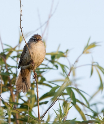 Bij het eerste licht genomen. Ik hoorde diverse Cetti's in de buurt van de doorwaadbare plaats door de east river. Dit vogeltje kwam daar plotseling 2x vrij te zitten, maar zong op dat moment helaas niet. Toch ben ik er bijna van overtuigd dat deze de Cetti's is.
Deze foto is uit de tweede serie.
De lichtval is hier anders, waardoor het lijkt alsof er lichte delen in de staart zitten.