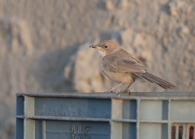 In alle vroegte al vogels zoeken nabij een oase. Bij een nederzetting stond er een bak buiten, waar wat broodresten in zaten. Deze Babbelaar vond dit niet erg. Blijkt trouwens pas de 2e foto op BP te zijn van deze soort.