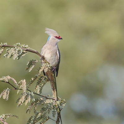 In het noorden van Senegal kwamen wij deze mousebird tegen, deze komt in Gambia niet voor. Dit was de eerste keer dat ik deze soort tegen kwam.