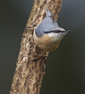 Eerlijk is eerlijk, ik had de vogel gelokt met wat pinda's 
Ze vonden ze schijnbaar lekker want ze kwamen er elke morgen een stuk of vijf halen.