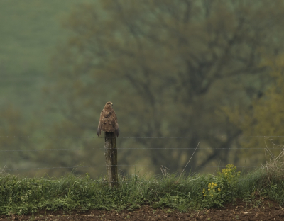 Het was een paar weken mistroostig weer in de Ardennen. De vogels hebben het ook zwaar.
Op momenten dat het even leek op te klaren, probeerde ze gelijk wat op te drogen