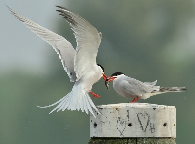 Laatste upload van de voedseloverdracht van man naar vrouwlief. Bij deze foto heb ik gekozen voor een krapper kader.