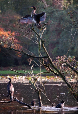 Aalscholvers in wantijpark in Dordrecht
