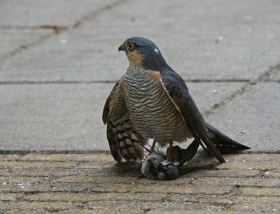 al een tijd geen camera spullen meer voor vogelfotografie, maar als deze dan geregeld in je tuin land,toch maar wat proberen met mijn systeemcamera.
gemaakt door het raam somber weer ben benieuwd of ie er door komt