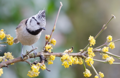 Kuifmeesje van alweer enige weken geleden. Prachtige vogeltjes met schitterende oogjes. En laat die nu precies rag en rag scherp zijn.