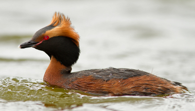 Vol in zomerkleed gaf deze kuifduiker ons een prachtige show in mugjes vangen soms binnen de scherpstelafstand..! Net terug van twee daagjes Texel. Nu door meer dan 700 foto's aan het ploeteren. Ik kon het niet laten, deze vast te delen. 

Binnenkort meer op: www.kijkopvogels.nl

Groet! Martijn