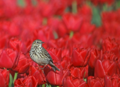 De paar dagen dat het nog mooi weer was,deze graspieper in een mooi contrast gefotografeerd.De tulpen zullen al wel weer aan hun eind zijn.
Gr, Geert.