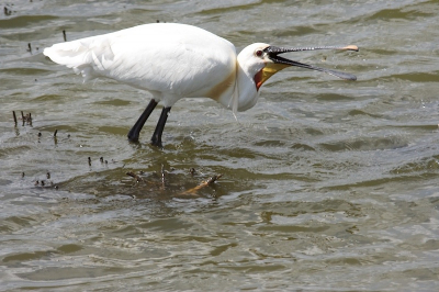 Deze lepelaar net kunnen fotograferen op het moment dat er iets van een garnaaltje (?) omhoog werd gegooid om lekker op te eten.