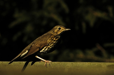 Omdat er niet zo veel lijsters staan hier op BP deze toch maar aangeboden.
Scherpte misschien niet optimaal maar dat ligt aan mijn lens, vanaf volgende week een andere lens hoop ik dus hopelijk ook scherpere foto's.

1/4000, F8,FocalLength : 300,00(mm)FocalLength(35mm) : 450(mm)


Alle komentaar waar ik wat van kan leren welkom.