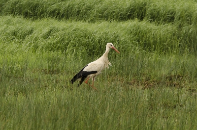 Dit jaar broeden er 2 paartjes ooievaars in natuurgebied de vilt als je aan het wandelen bent kom je ze overal tegen.