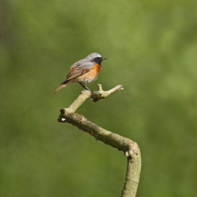 Ik blijf het een prachtige vogel vinden. ben ook blij dat hij in grote getale aanwezig is onze buurt.