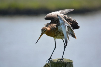 Ik heb vorige week een nikon 5200 gekocht. Zo ben ik ineens de polders ingetrokken en heb ik het geluk gehad direct een familie grutto's te kunnen fotograferen. Dit is mijn allereerste close-up foto van een vogel en mijn eerste maal dat ik vogels ging fotograferen.