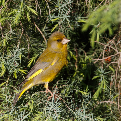 De algelopen dagen in de Vaucluse naar de bijeneters gezocht, niet een tegen gekomen, of ze zijn er nog niet, want het weer is ook hier niet wat het moet zijn, maar wel veel beter dan in Nederland, dan maar eens wat foto's rond om het huis.