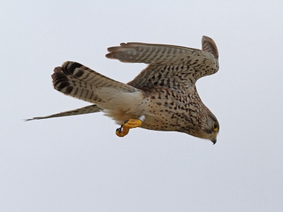 Bij het volgen van een stel koekoeks  kreeg ik opeens deze in het vizier. ik lag tegen een stuifduin aan toen deze torenvalk wel heel dichtbij kwam.