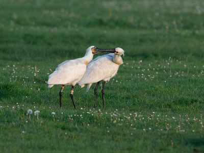 Welke snavel is nou van jouw??
Wat kunnen ze lief zijn voor elkaar!!!
Vanmorgen vroeg kunnen genieten van 3 Lepelaar's