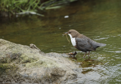 Ik had al een paar keer post gevat bij een snelstromend beekje, in de hoop nu eens een IJsvogel te kunnen spotten.
Zittend tussen de door de Bevers afgeknaagde stammetjes, zag ik plots de waterspreeuw zitten.
Ik ben na een paar dagen weer eens gaan kijken en ontdekte er toen drie. Toen mezelf gedeisd gehouden en na een week eens mijn tentje opgezet.
En heb ik het bouwen van het nest, door mijn scoop kunnen waarnemen.