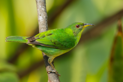 Veel kleurijke soorten waarvan de mannetjes blauwachtig zijn, zijn de vrouwtjes groenachtig van kleur waardoor ze niet zo opvallen als ze op het nest zitten.