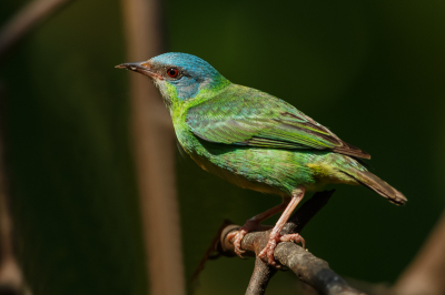 Veel kleurijke soorten waarvan de mannetjes blauwachtig zijn, zijn de vrouwtjes groenachtig van kleur waardoor ze niet zo opvallen als ze op het nest zitten.