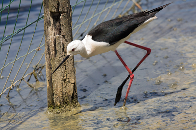 In het prachtige vogelpark bij Le Teich (bij Bordeaux) vanuit een kijkhut. Ik had de 2x extender er op zitten. Deze vader kwam opeens bijna te dicht bij. Ik heb een hele serie kunnen maken, ook met portretjes. Deze vond ik heel mooi in zijn omgeving.