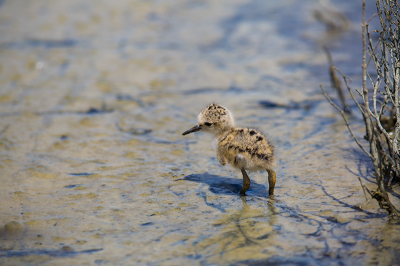 In het prachtige vogel natuurpark bij Le Teich. We hadden het hele park doorgelopen, en in de laatste kijkhut was het prijs. Vlak bij de hut was een modderbank waar dit jong aan het rond banjeren was. Zo schattig, het bleef een beetje steken in de modder.