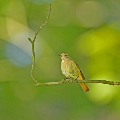 Terwijl hele volksstammen vogelaars langs me heen reden op weg om een glimp op te vangen van de krekelzangerdie enkele honderden meters meer naar egmond was gesignaleerd zat ik rustig te genieten van o.a. deze gekraagde roodstaart.