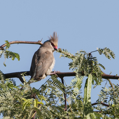 Nog eens de mousebird, deze kom je niet vaak tegen. zijn staart staat er niet helemaal op maar ik vond zijn kuif wel aardig.