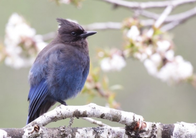 Deze gaai komt veel voor en wilde zich rustig laten fotograferen.
Vogels zijn over het algemeen minder angstig dan in Nederland.
Groeten Eelco.