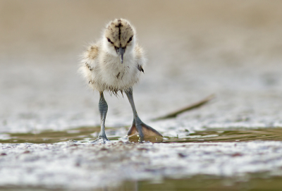 Plat op mijn buik, met het gevaar om m'n fototoestel in het water te laten vallen, kon ik dit jonge kluutje op z'n imposante stelten vastleggen. Geweldig toch?

Zie meer van mijn Texel-avontuur van afgelopen week op: http://www.kijkopvogels.nl/texel-mei-2013/