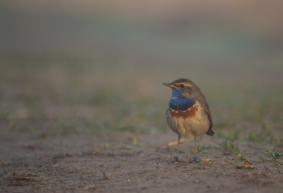 Mijn eerste blauwborst. Een redelijke tamme blauwborst, met dank aan Ruben Smit en zijn assistent. Nikon D3100 met 55-300mm.